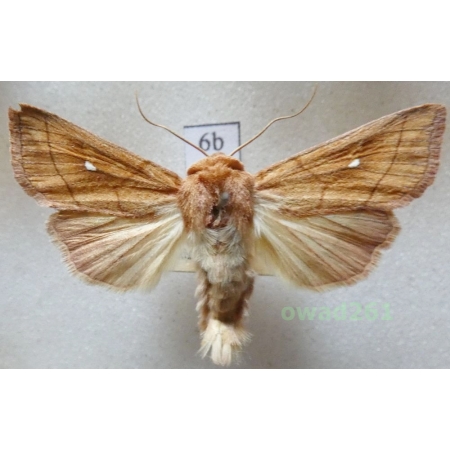 Mythimna conigera (Denis & Schiffermüller, 1775) Piętnówka mokradlica Czech6b